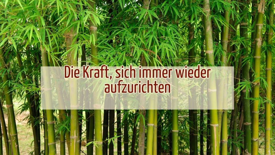 Die Kraft sich immer wieder aufzurichten