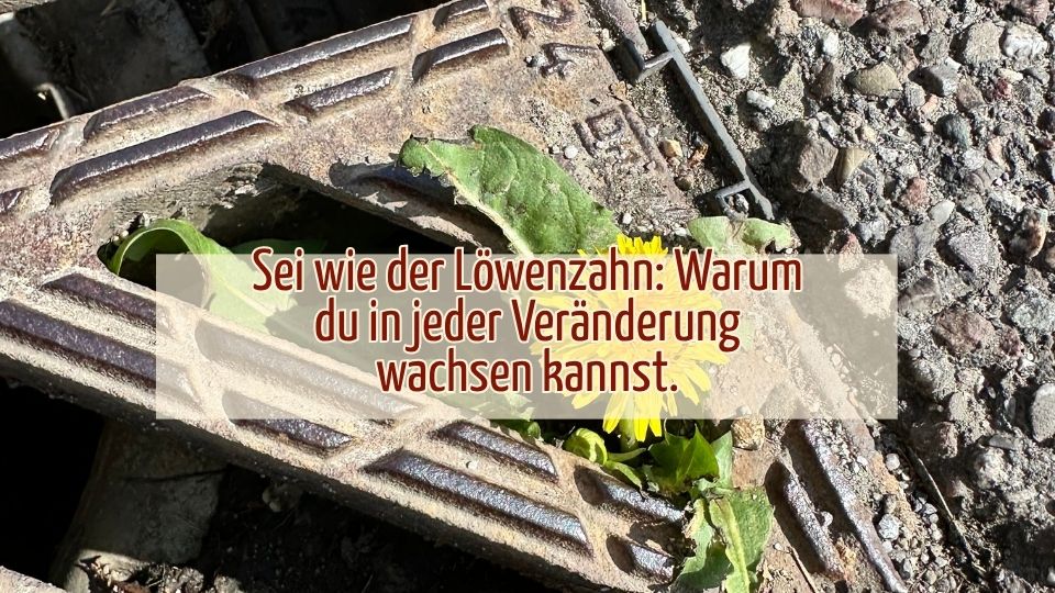 Sei wie der Löwenzahn- Warum du in jeder Veränderung wachsen kannst